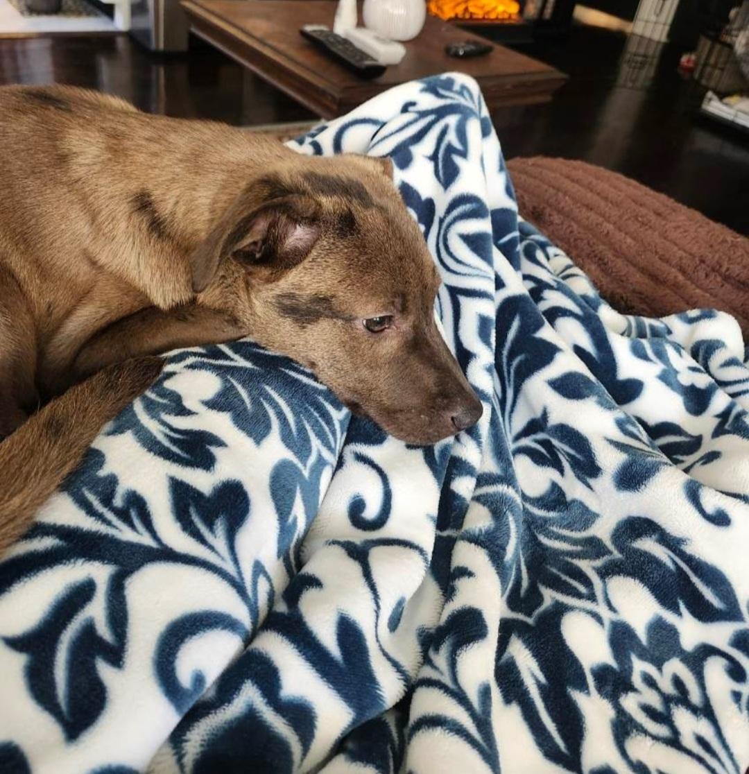 Bourbon, a ADOPTABLE mixed breed in Knoxville, TN image 6/6