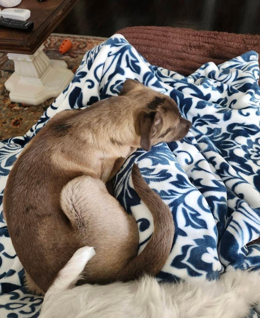 Bourbon, a ADOPTABLE mixed breed in Knoxville, TN image 3/6