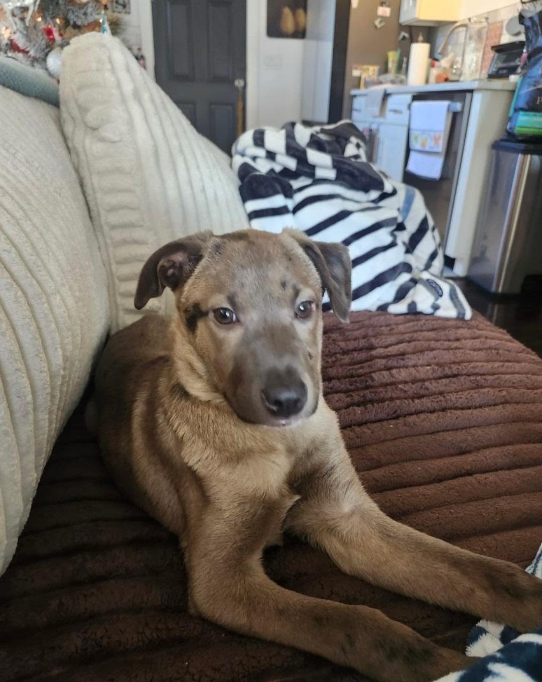 Bourbon, ADOPTABLE, Puppy Female Catahoula Leopard Dog & Labrador Retriever.
