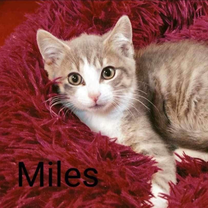 Miles @ Livonia PetSmart ~ Adopted 9/21/24