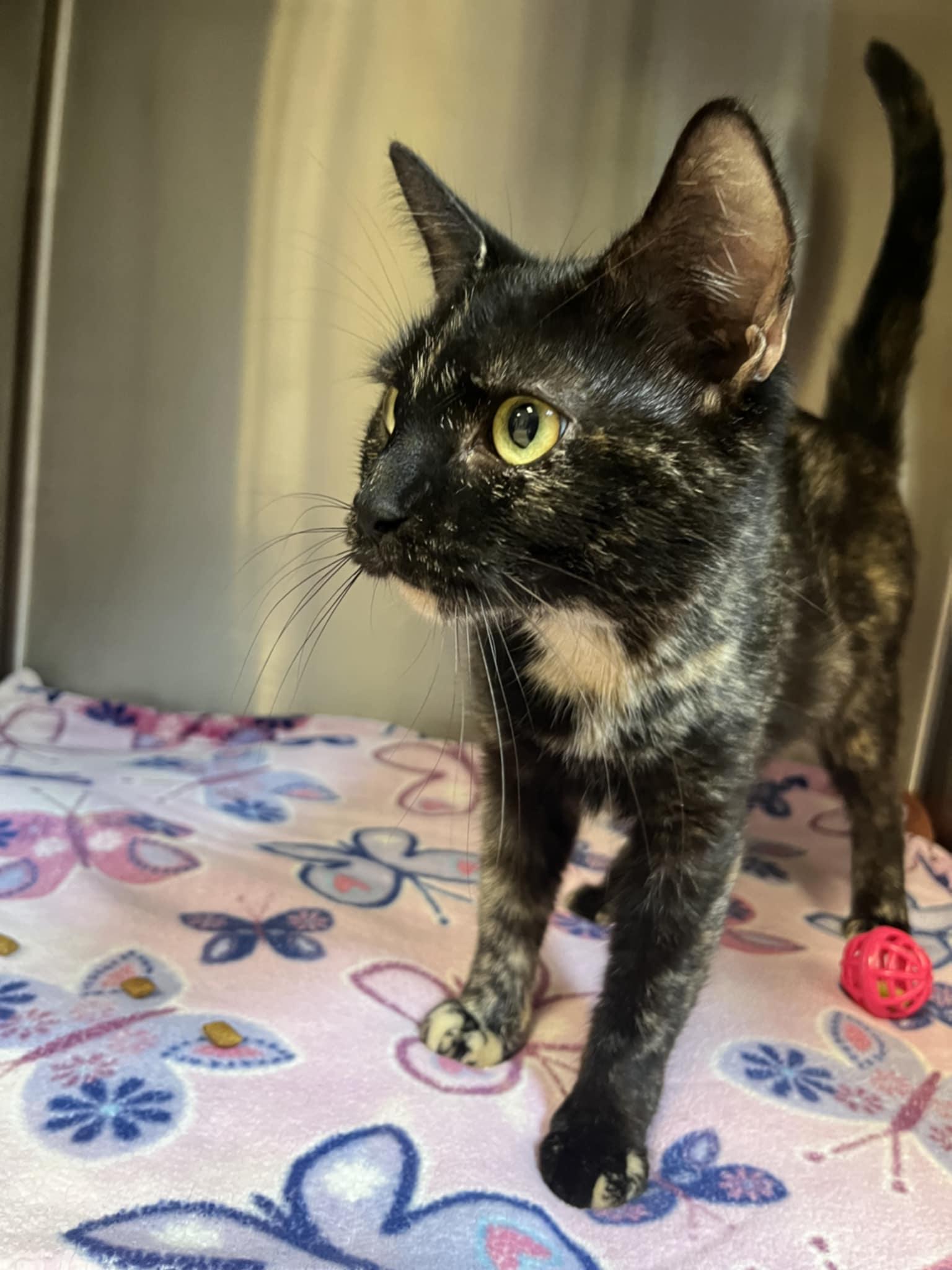 Cleo