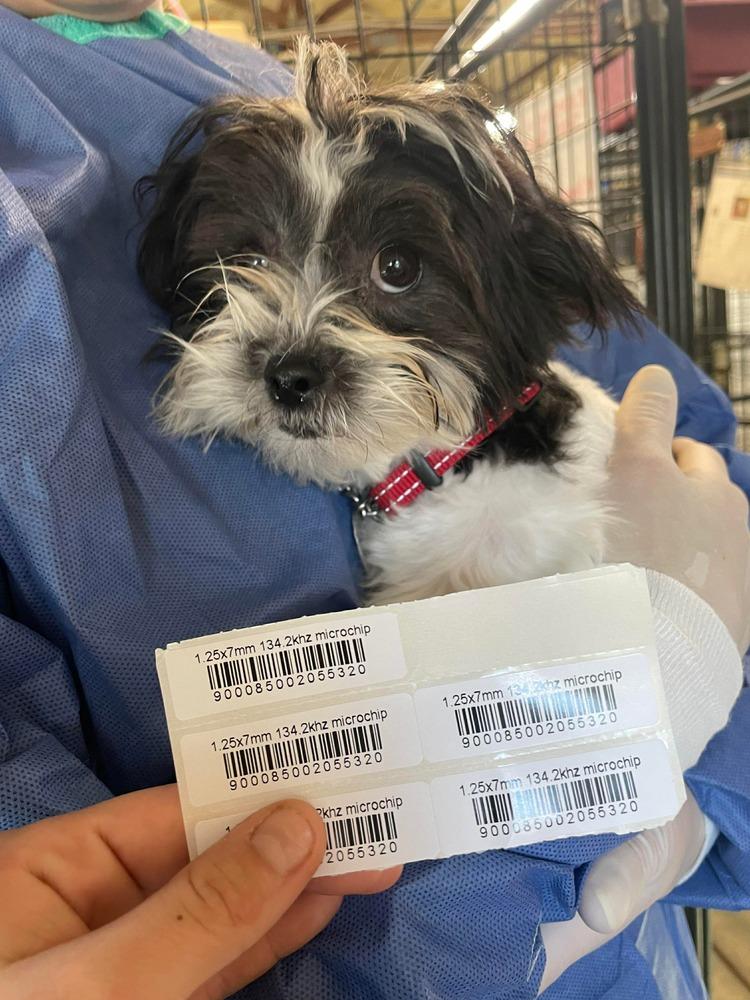 A Cleo, Adoptable, Puppy Female Shih Tzu & Bichon Frise.