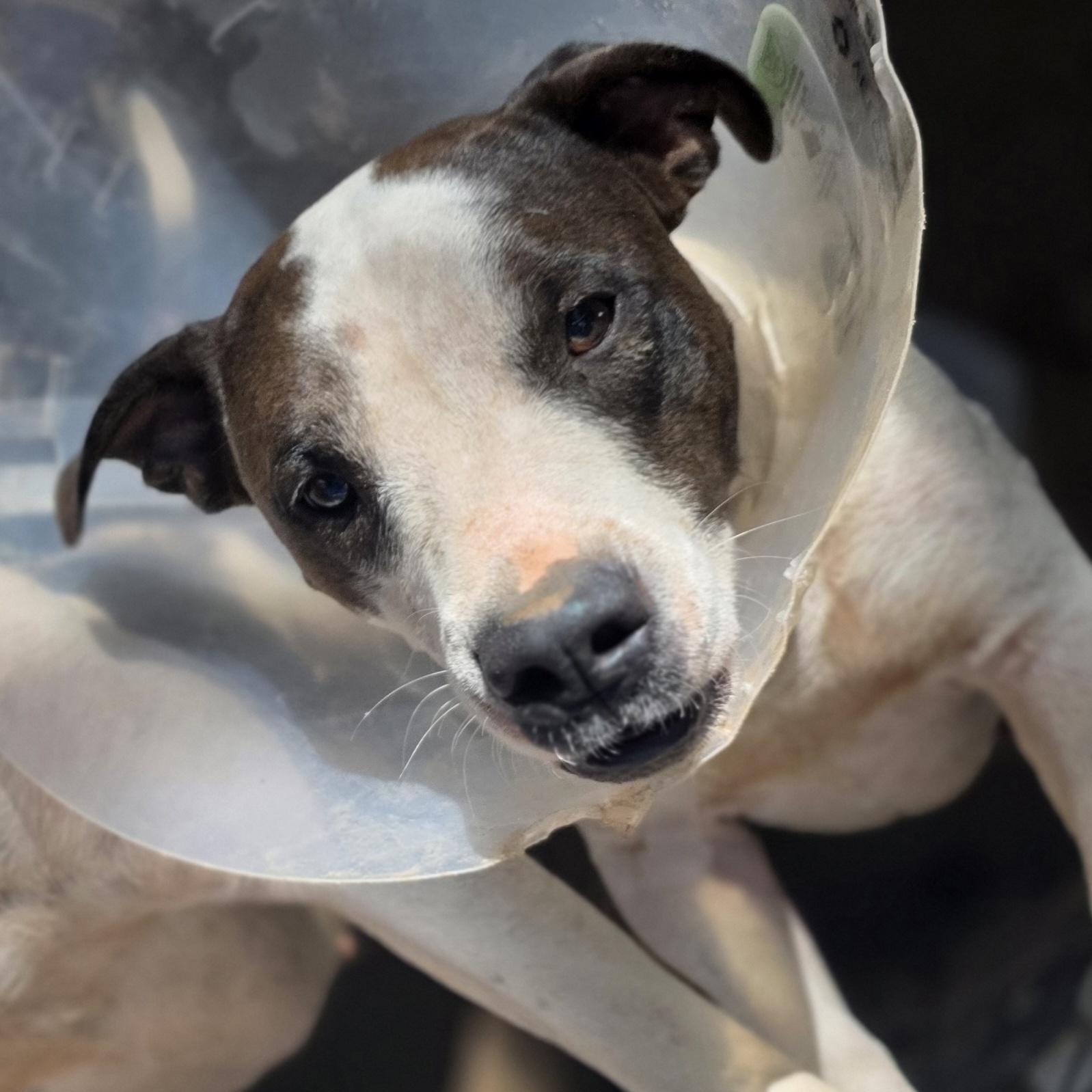 Enlarge Luigi, a Adoptable mixed breed in Bowersville, GA image 5/5