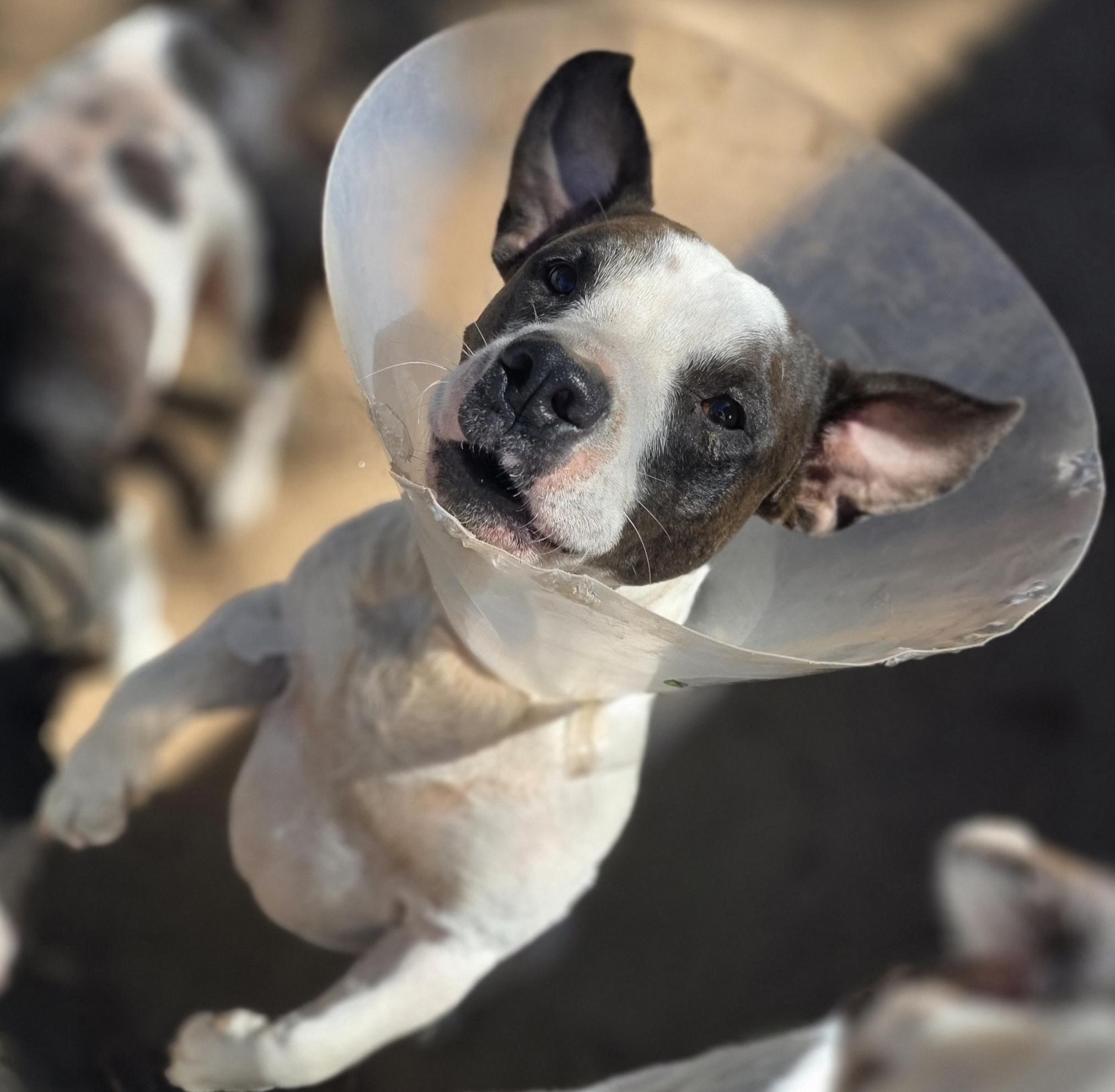 Enlarge Luigi, a Adoptable mixed breed in Bowersville, GA image 2/5