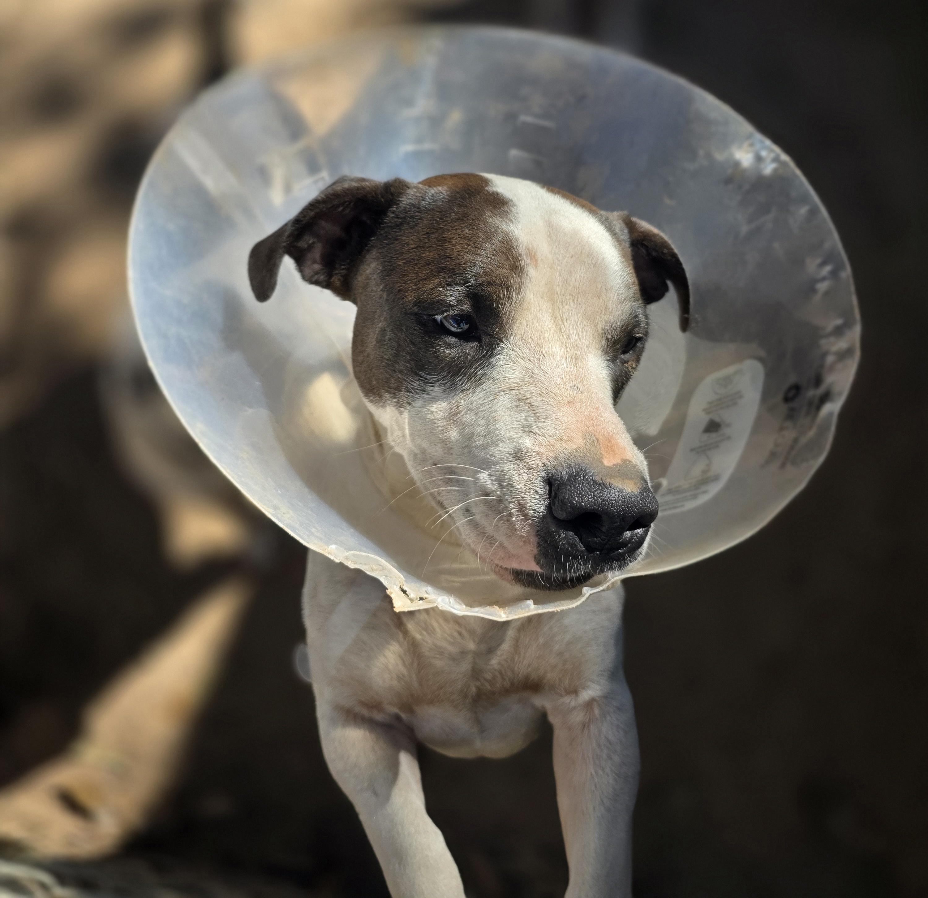 Enlarge Luigi, a Adoptable mixed breed in Bowersville, GA image 3/5