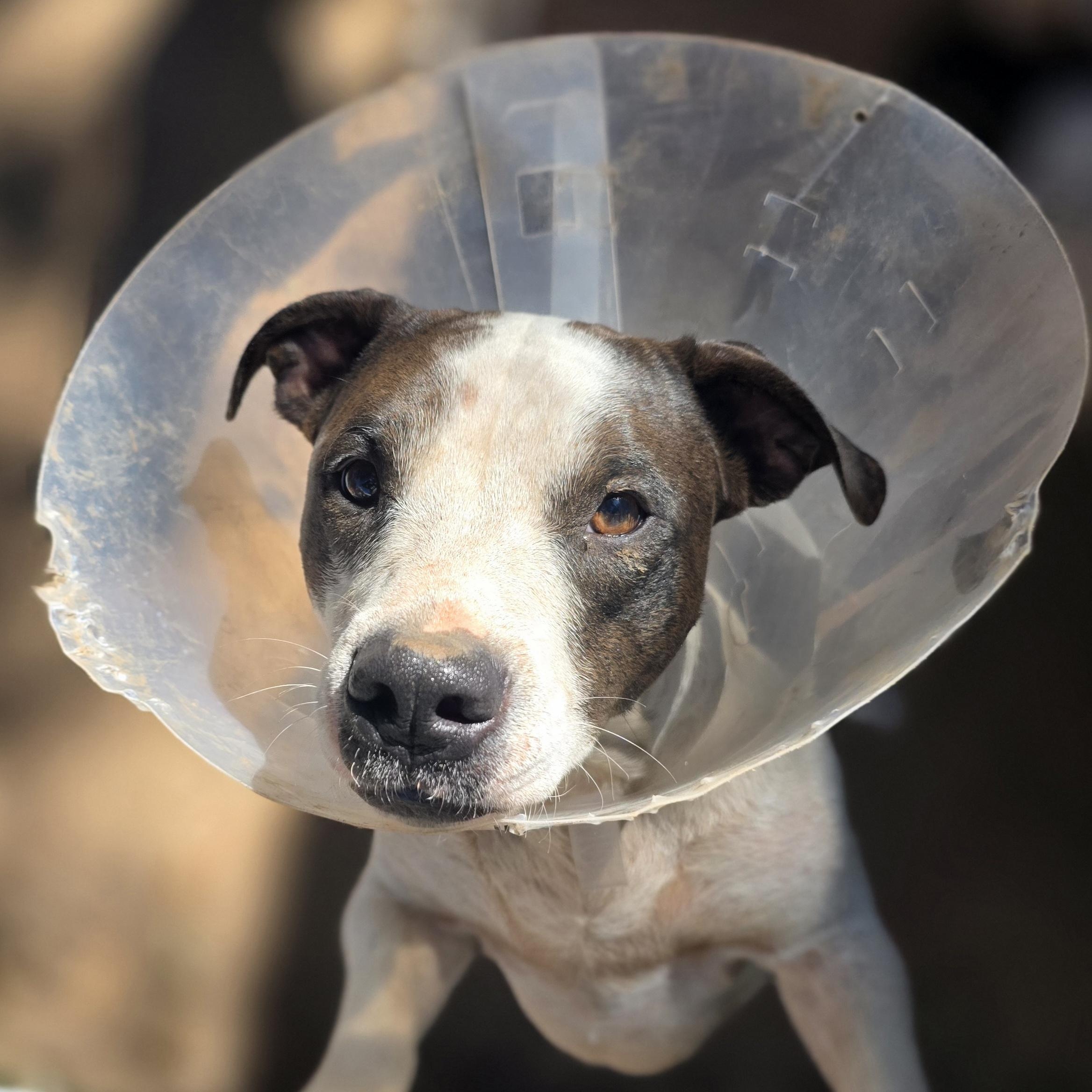 Luigi, Adoptable, Young Male Pit Bull Terrier & Chihuahua.