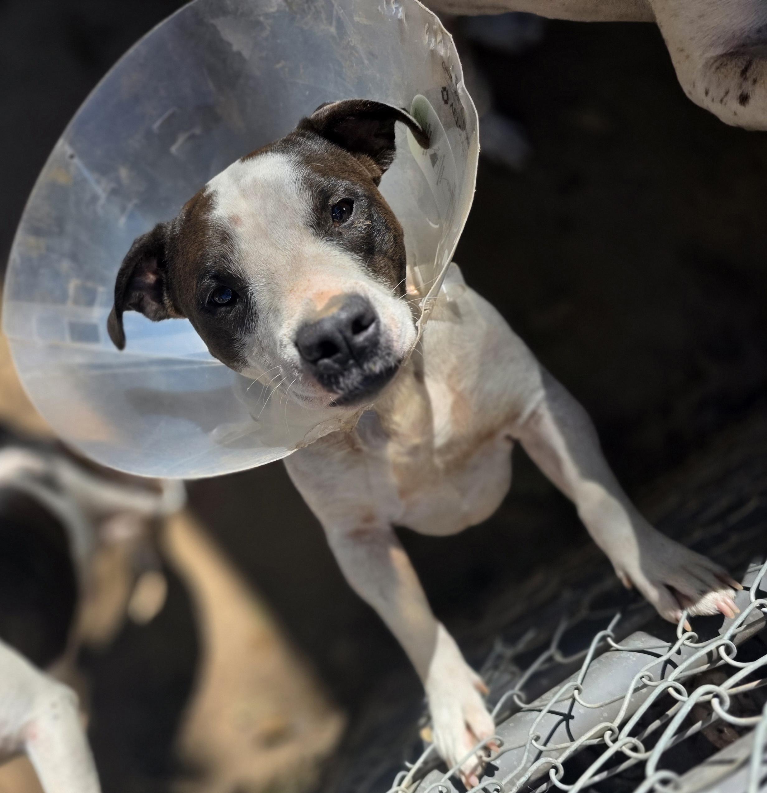 Enlarge Luigi, a Adoptable mixed breed in Bowersville, GA image 4/5