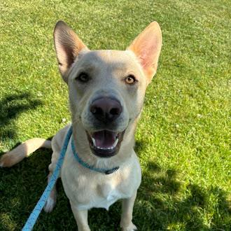 Jake, Adult Male Mixed Breed