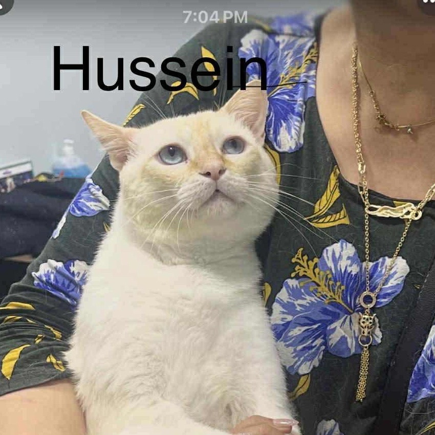 Hussein - Flame Point Siamese