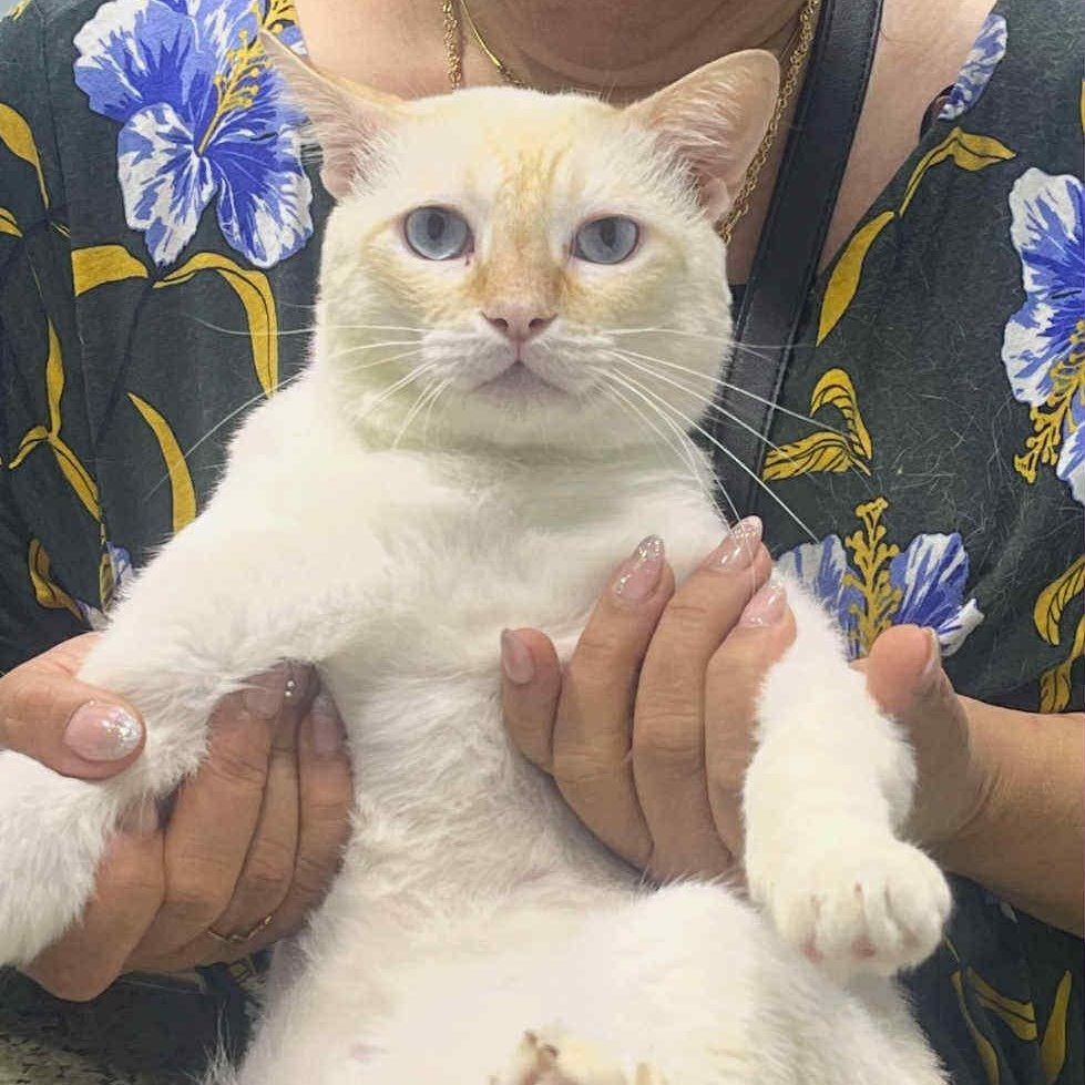 Hussein - Flame Point Siamese