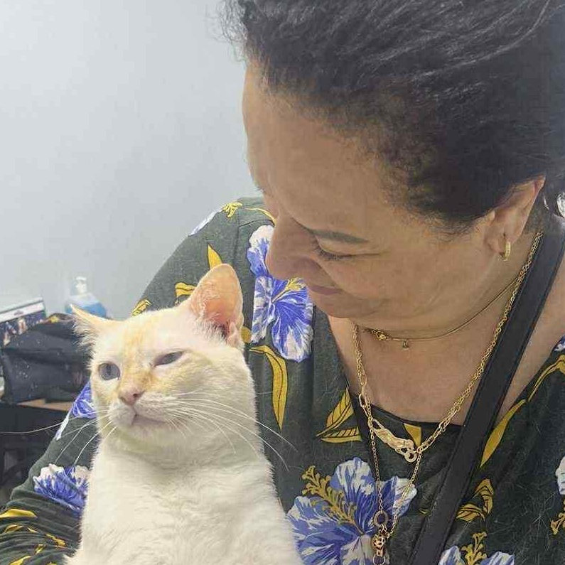 Hussein - Flame Point Siamese