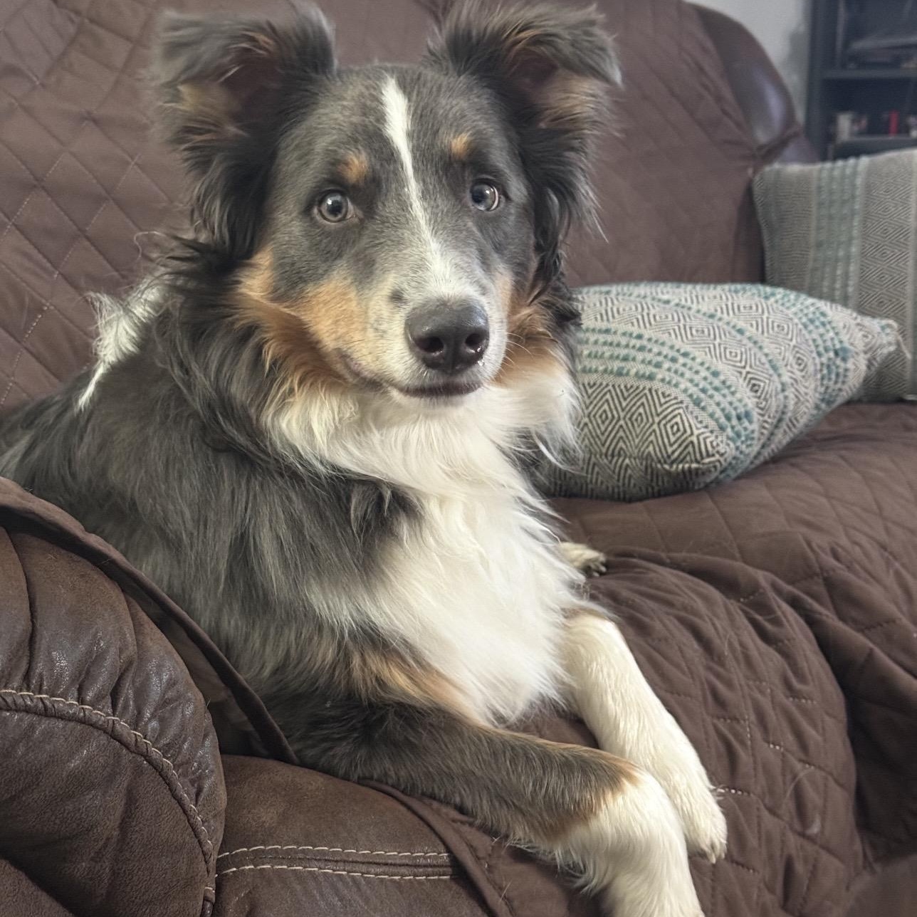 Steel, a ADOPTABLE Australian Shepherd in Louisburg, KS image 3/6