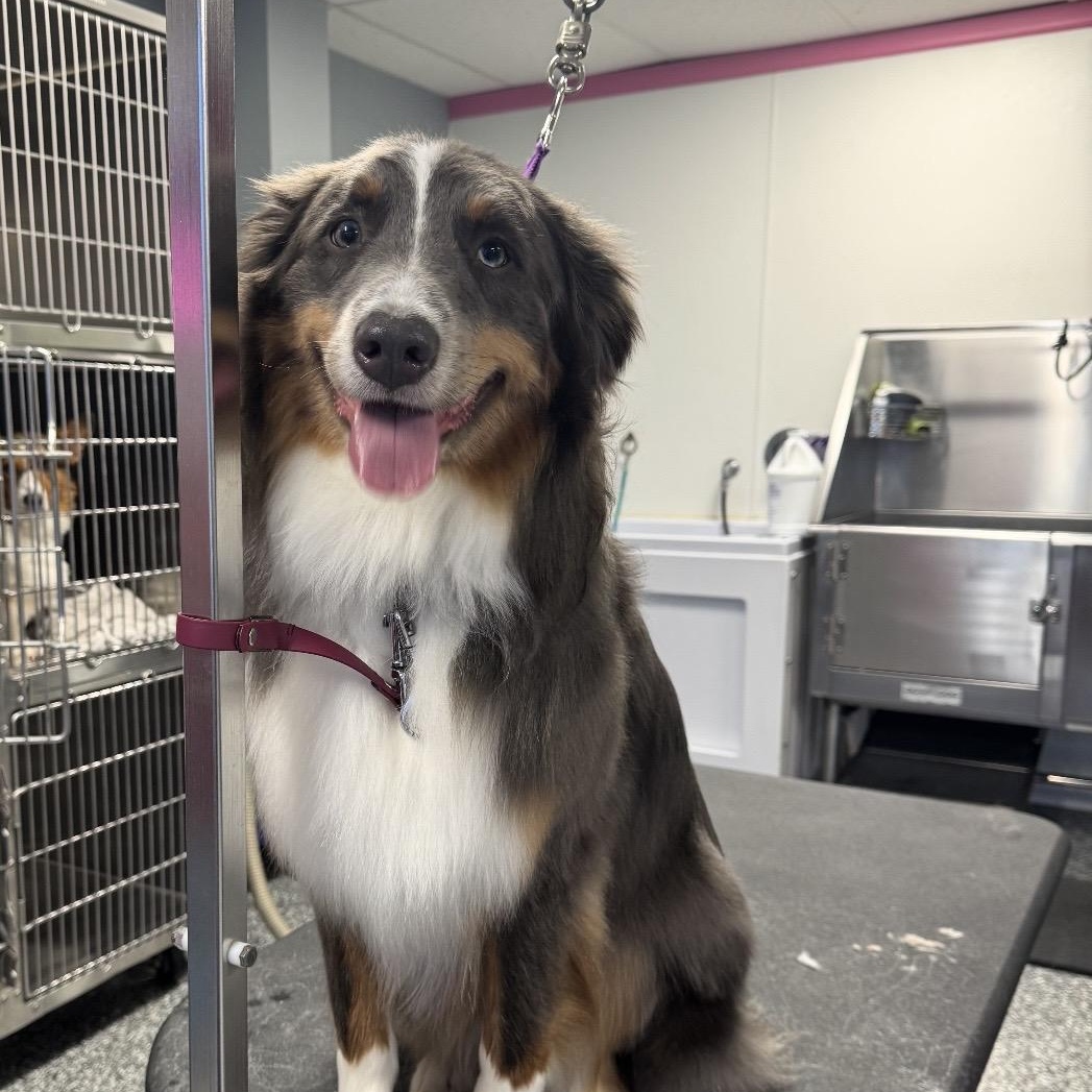 Steel, a ADOPTABLE Australian Shepherd in Louisburg, KS image 4/6