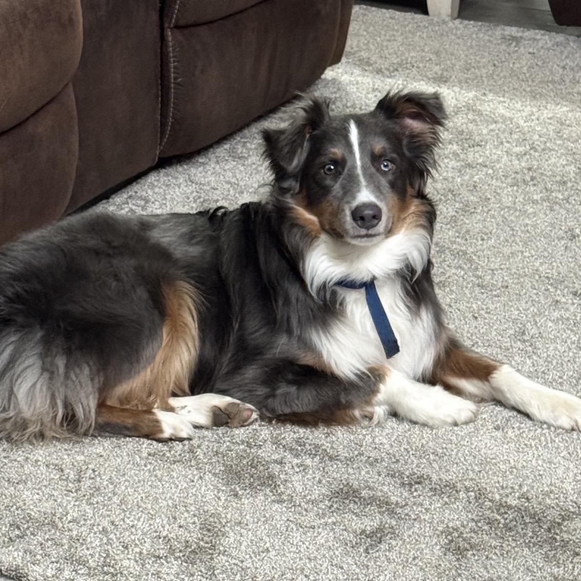 Steel, ADOPTABLE, Young Male Australian Shepherd.