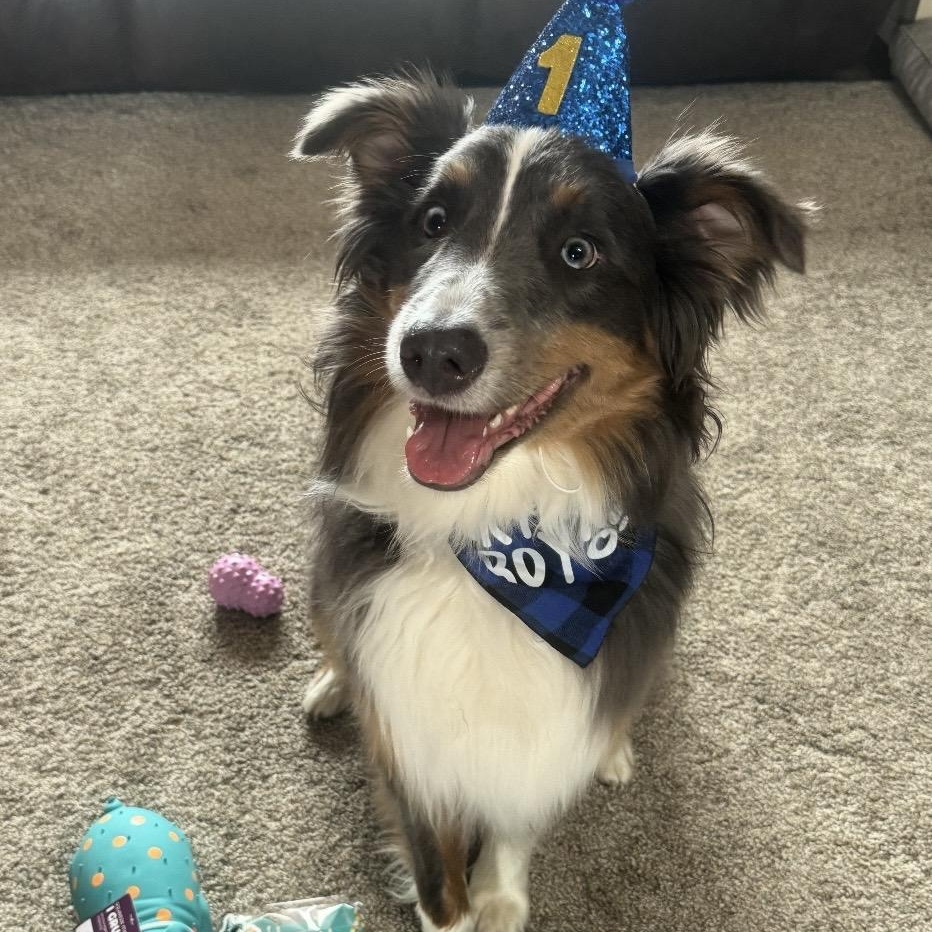 Steel, a ADOPTABLE Australian Shepherd in Louisburg, KS image 2/6