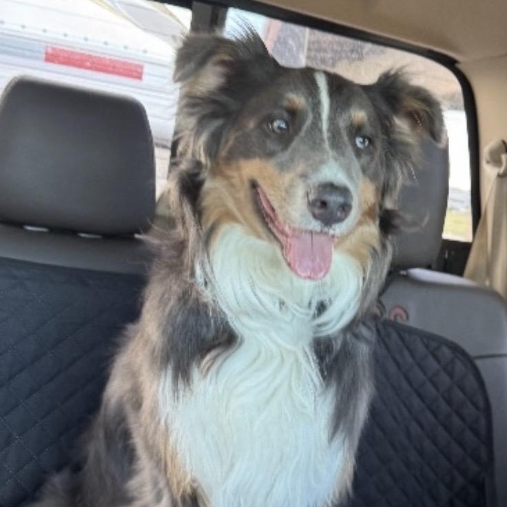 Steel, a ADOPTABLE Australian Shepherd in Louisburg, KS image 6/6