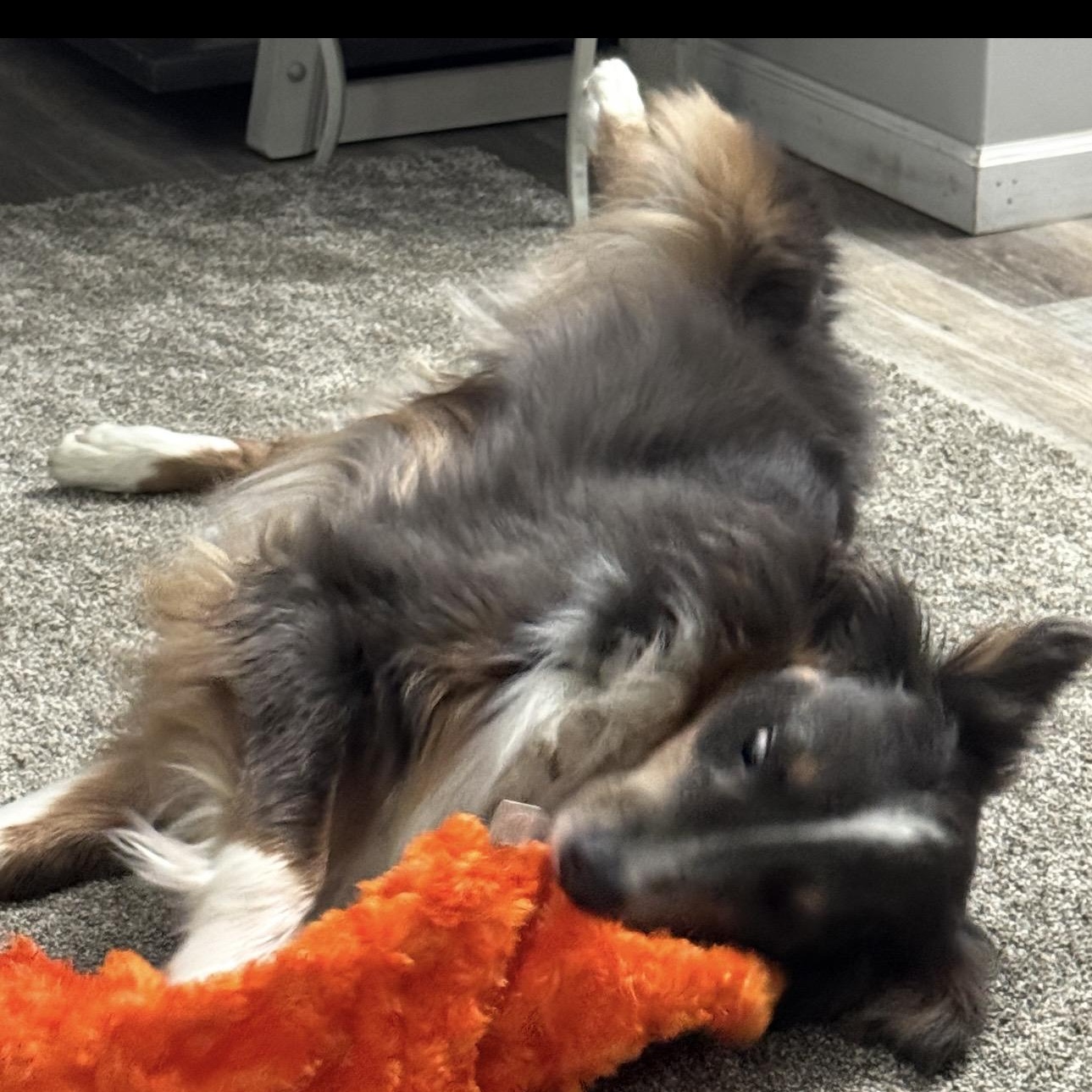 Steel, a ADOPTABLE Australian Shepherd in Louisburg, KS image 5/6