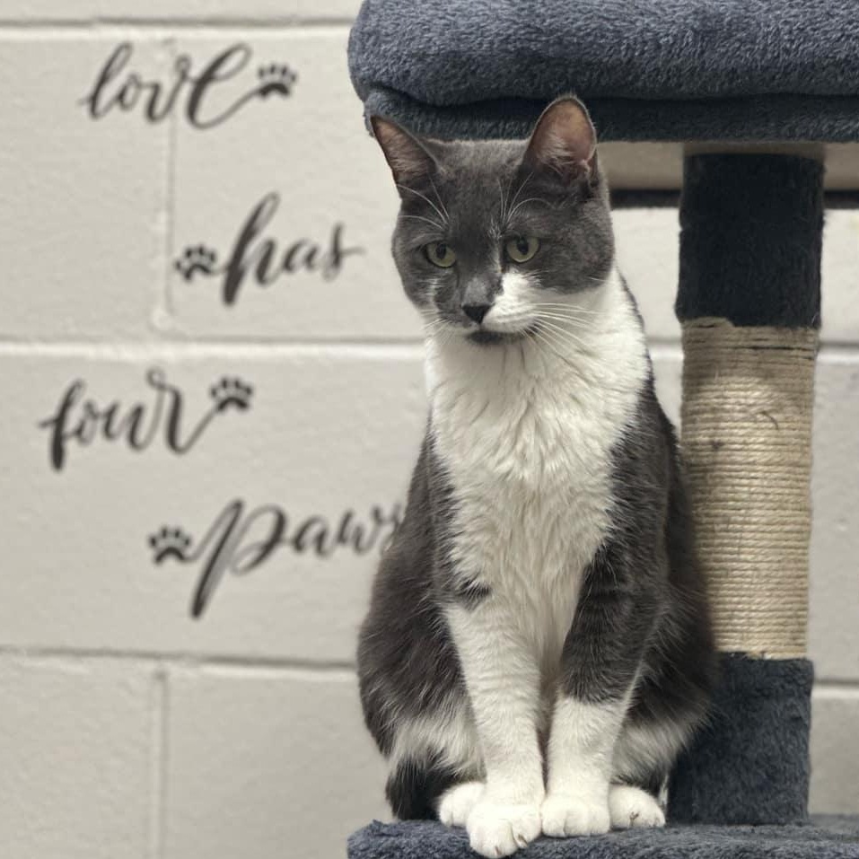 Enlarge 4-26 Mitzu, a Adoptable mixed breed in Amityville, NY image 2/6