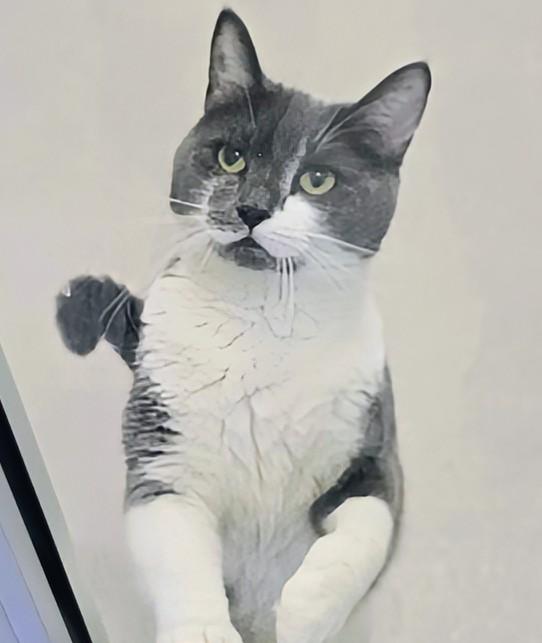 Enlarge 4-26 Mitzu, a Adoptable mixed breed in Amityville, NY image 3/6