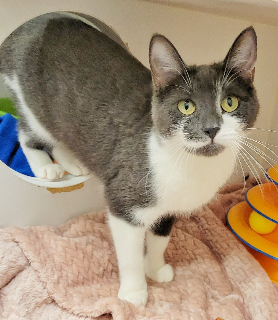 Enlarge 4-26 Mitzu, a Adoptable mixed breed in Amityville, NY image 3/6