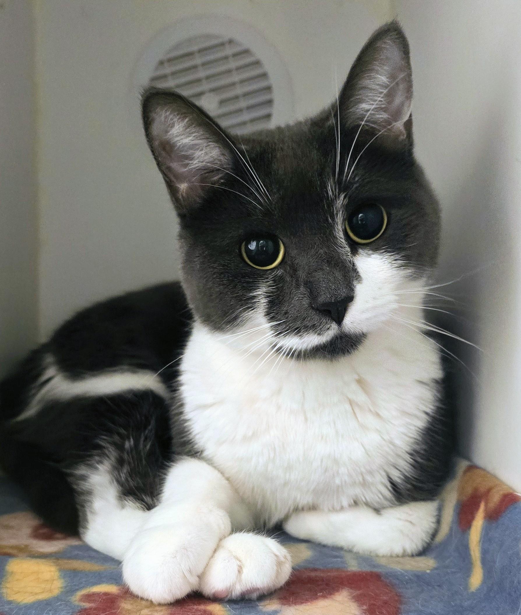 Enlarge 4-26 Mitzu, a Adoptable mixed breed in Amityville, NY image 6/6