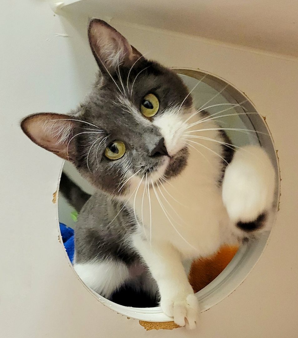 Enlarge 4-26 Mitzu, a Adoptable mixed breed in Amityville, NY image 1/6