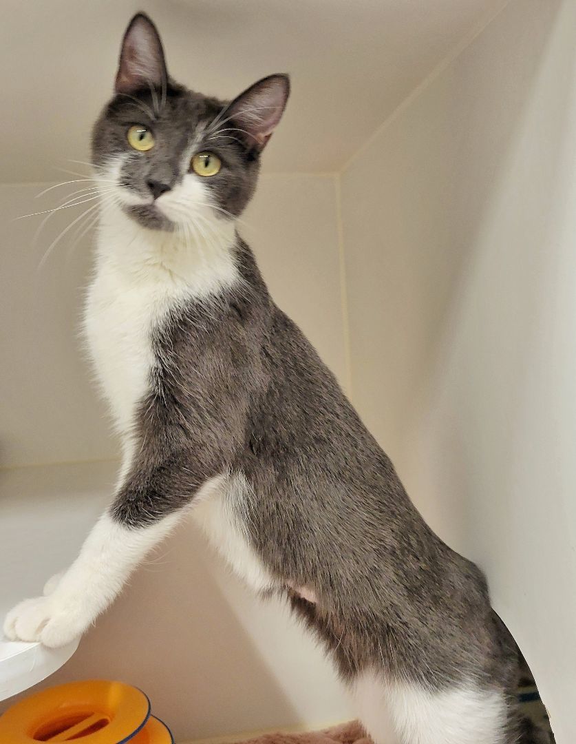 Enlarge 4-26 Mitzu, a Adoptable mixed breed in Amityville, NY image 4/6