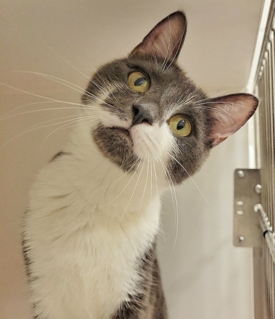 Enlarge 4-26 Mitzu, a Adoptable mixed breed in Amityville, NY image 5/6