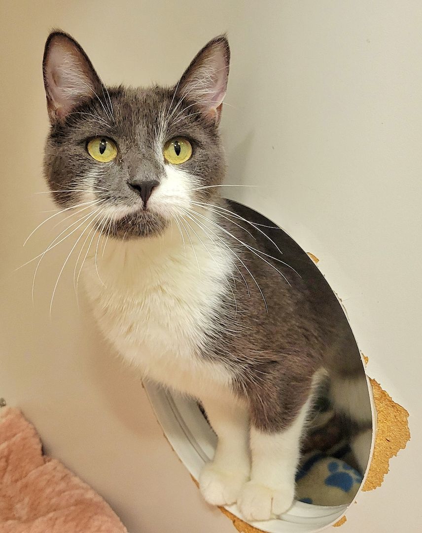 Enlarge 4-26 Mitzu, a Adoptable mixed breed in Amityville, NY image 6/6