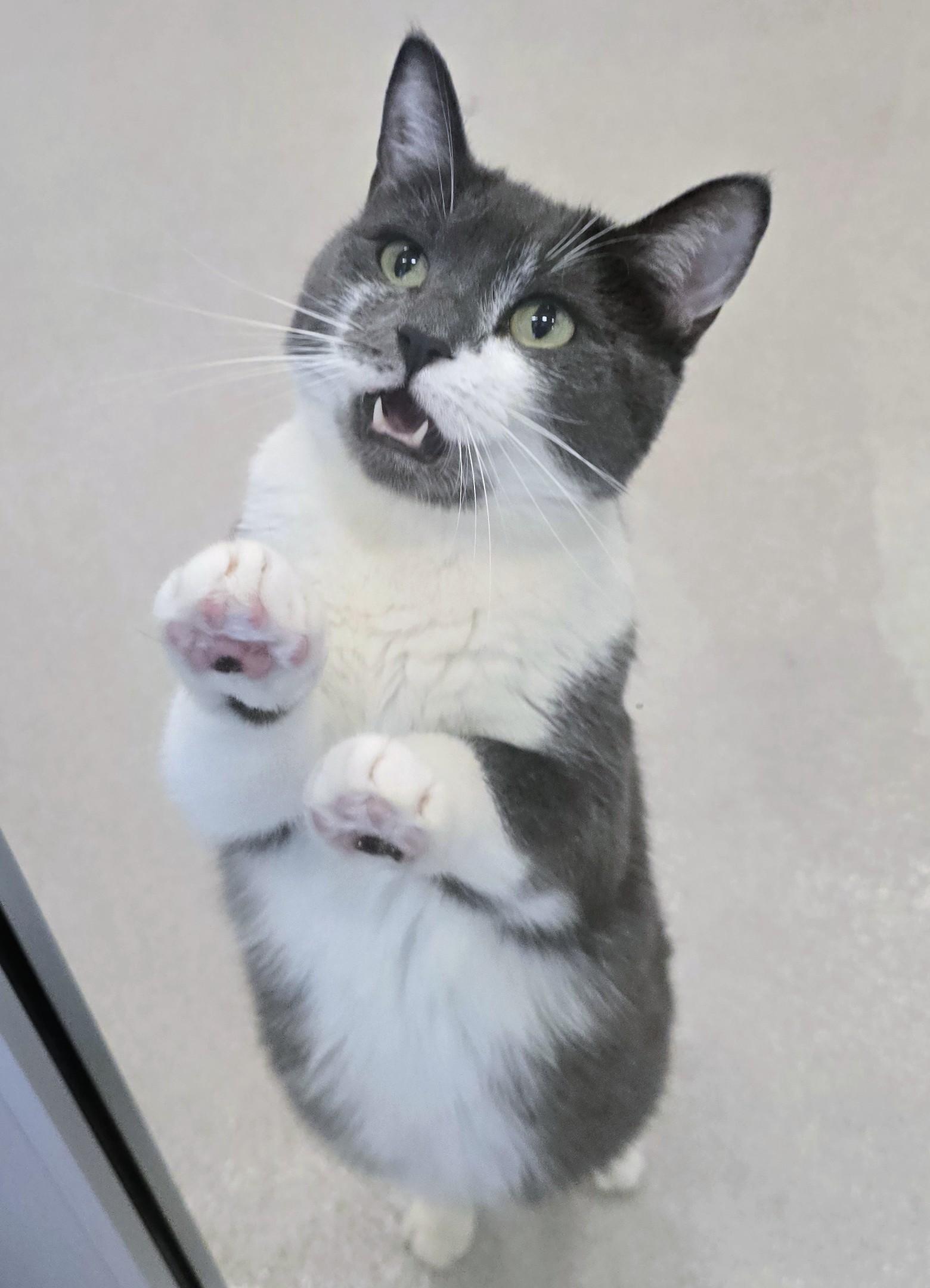 Enlarge 4-26 Mitzu, a Adoptable mixed breed in Amityville, NY image 6/6