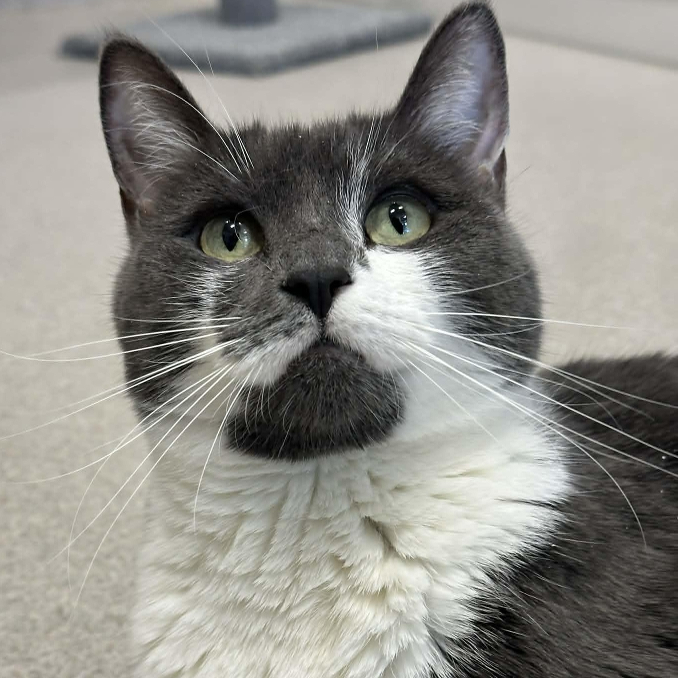 Enlarge 4-26 Mitzu, a Adoptable mixed breed in Amityville, NY image 2/6