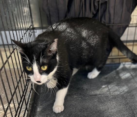 Francis, Adoptable, Adult Male Tuxedo.