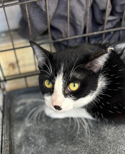 Enlarge Francis, a Adoptable Tuxedo in Boca Raton, FL image 2/2