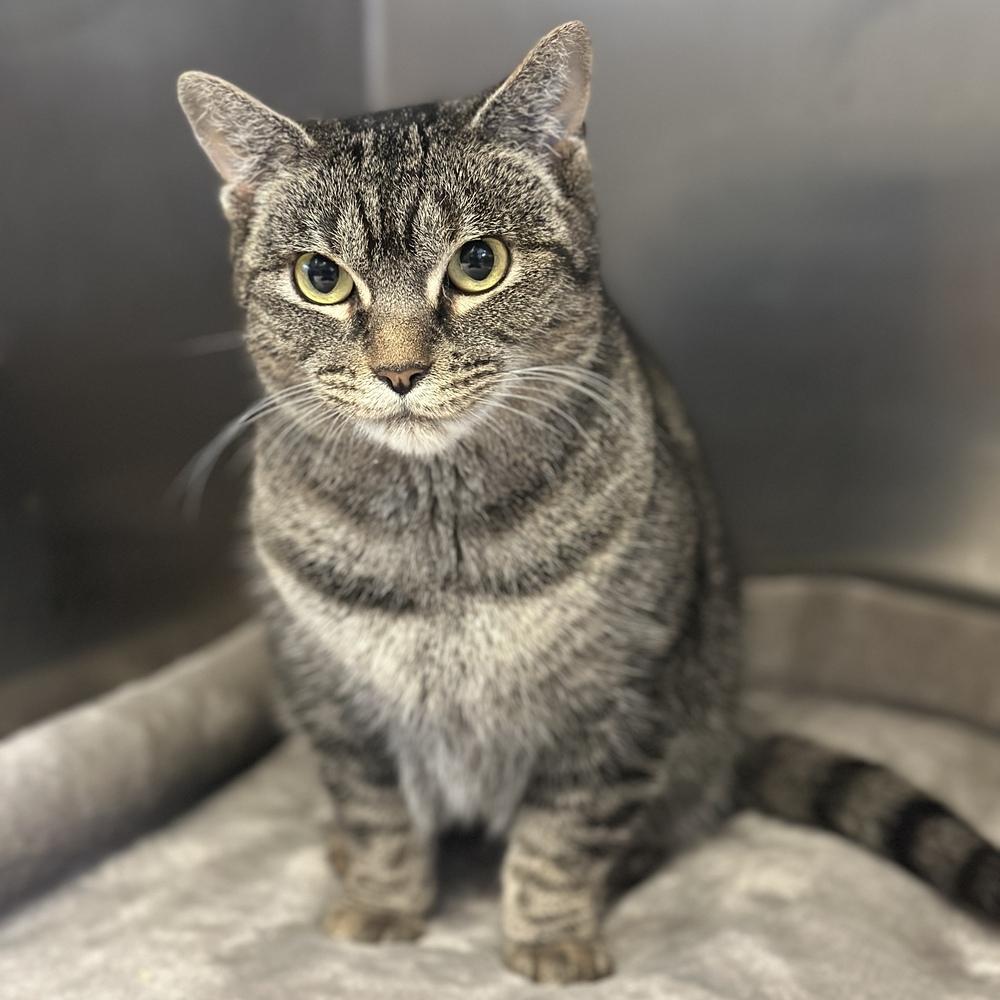 Enlarge Millie, a Adoptable mixed breed in Columbus, OH image 1/3