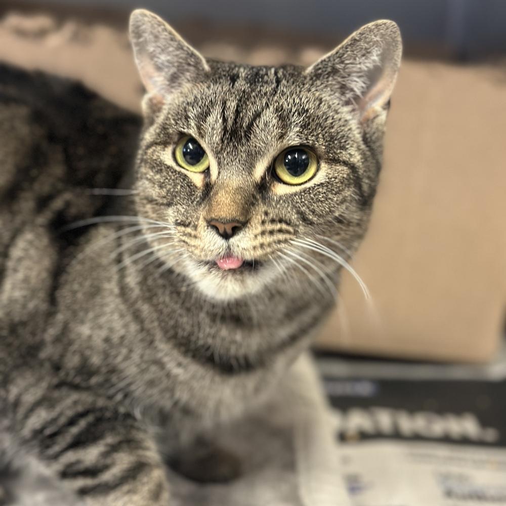 Enlarge Millie, a Adoptable mixed breed in Columbus, OH image 2/3