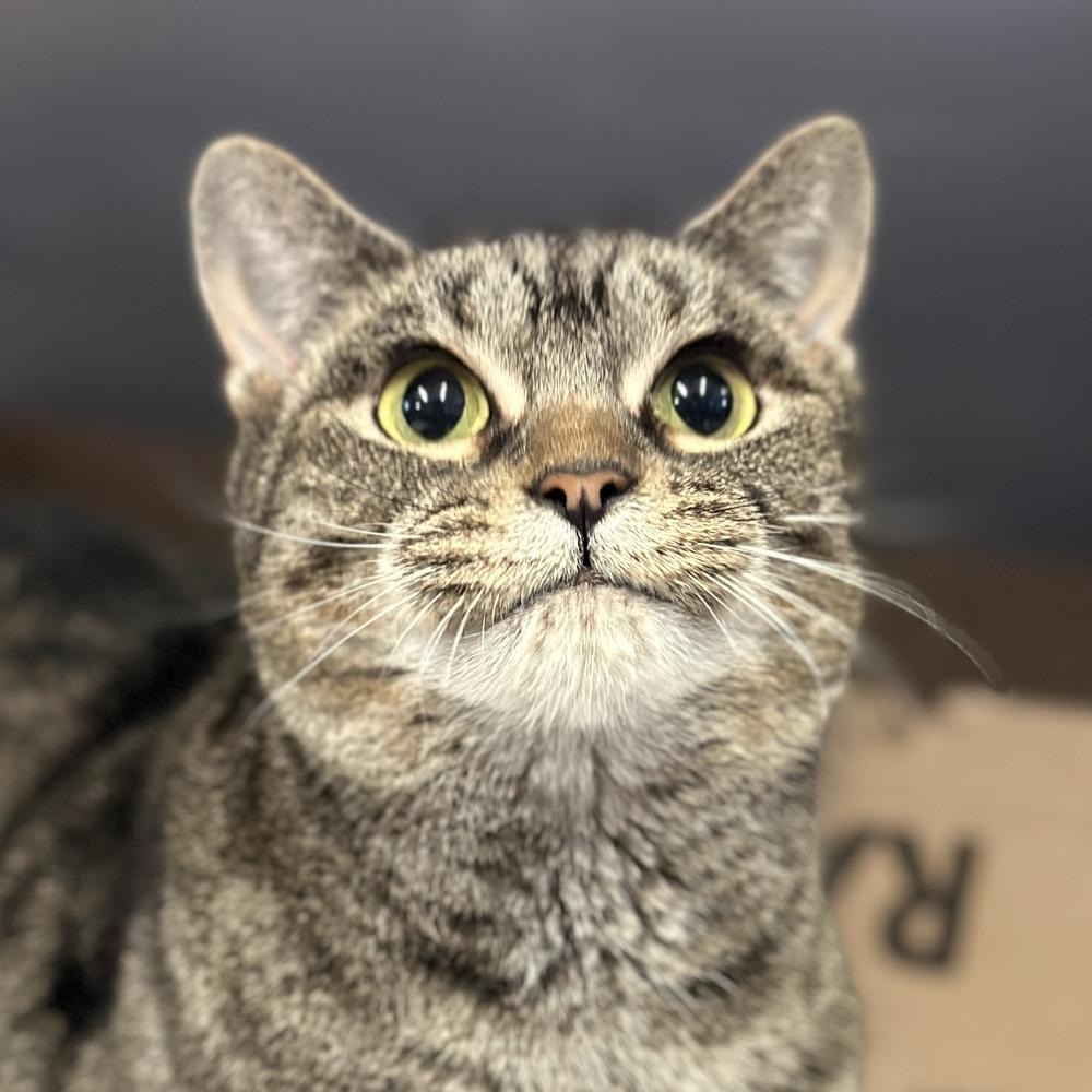 Enlarge Millie, a Adoptable mixed breed in Columbus, OH image 3/3