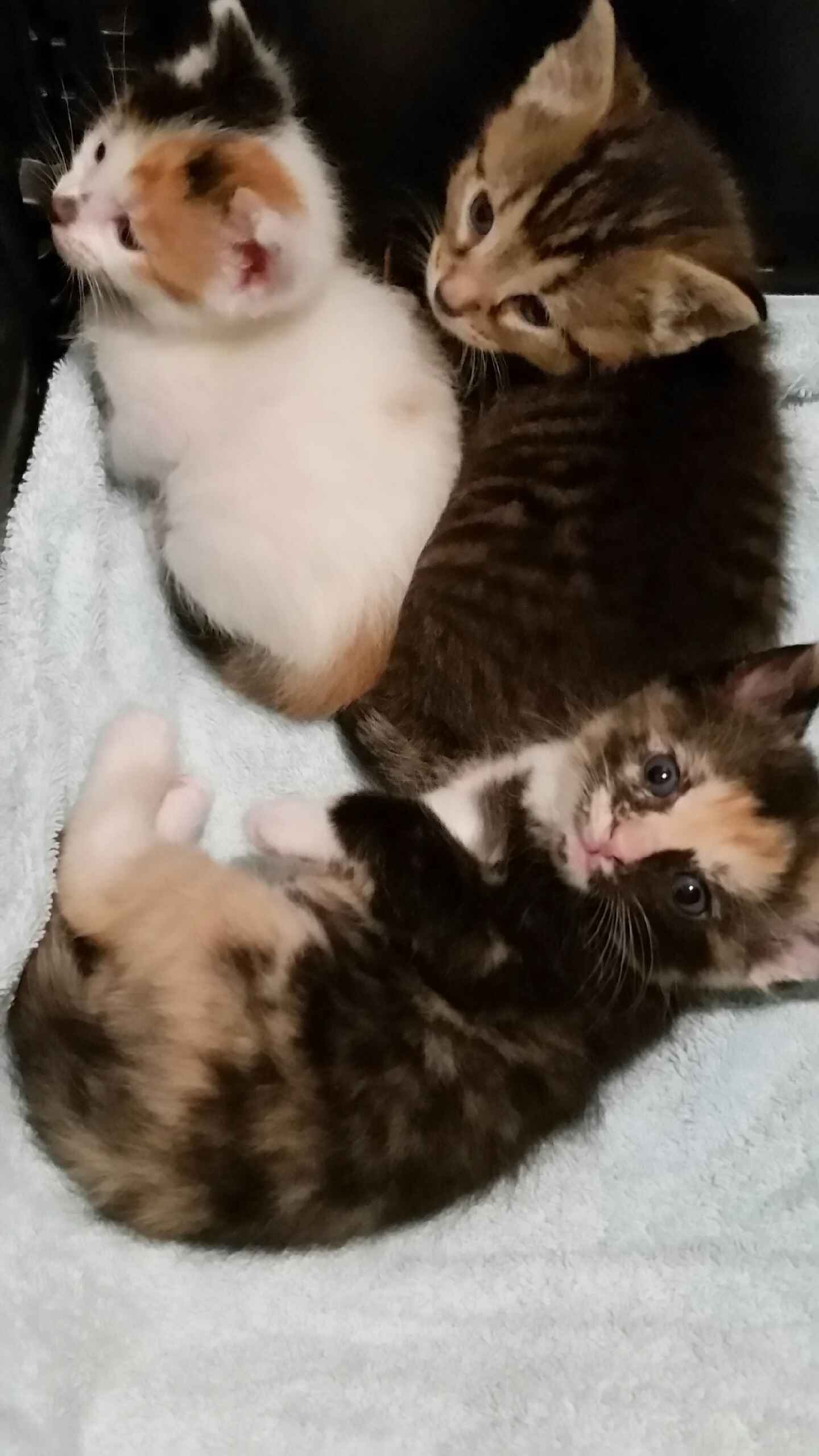 Enlarge ZIVA, a Adoptable Tortoiseshell in Sardinia, OH image 1/8