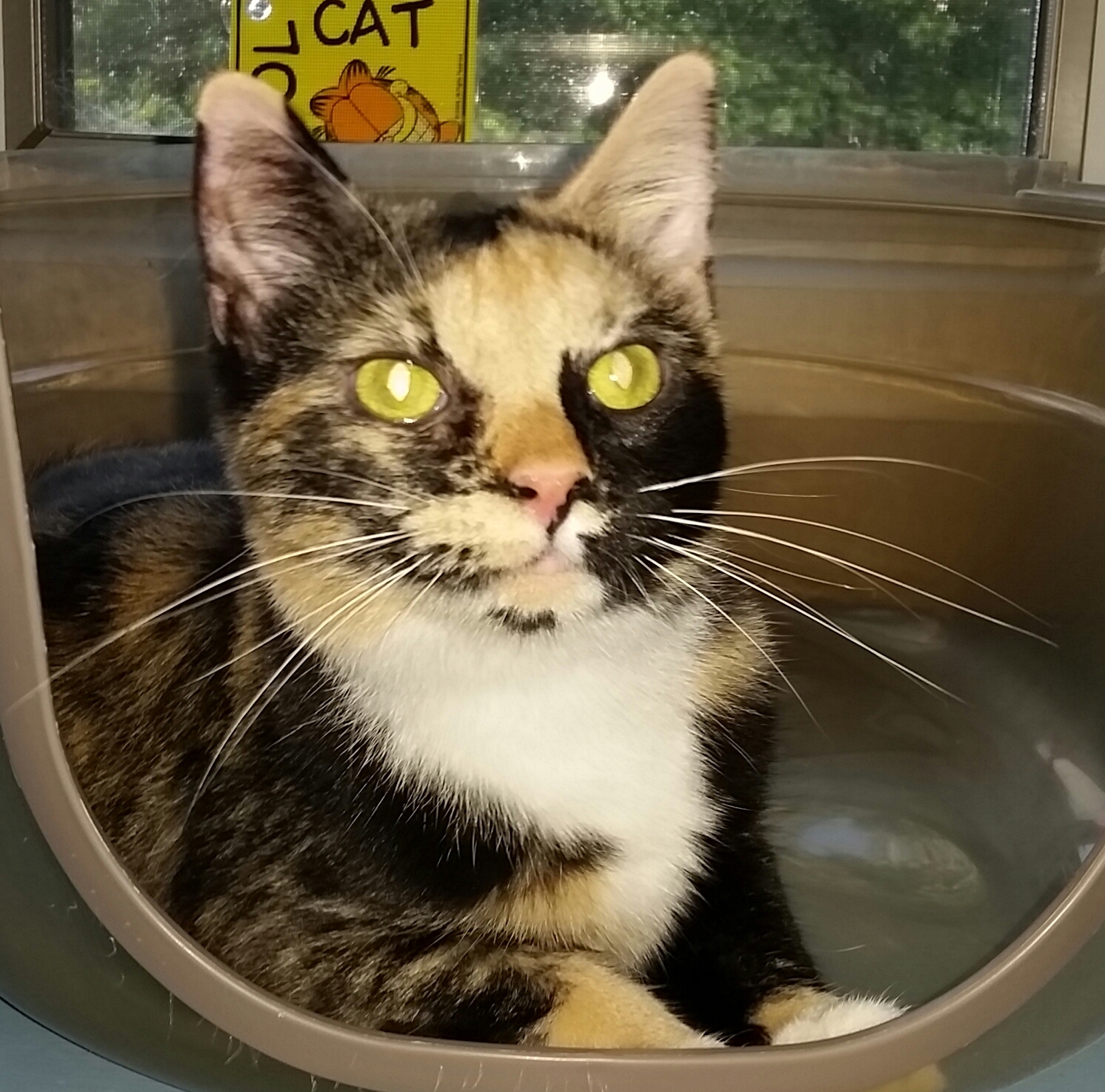 Enlarge ZIVA, a Adoptable Tortoiseshell in Sardinia, OH image 2/8