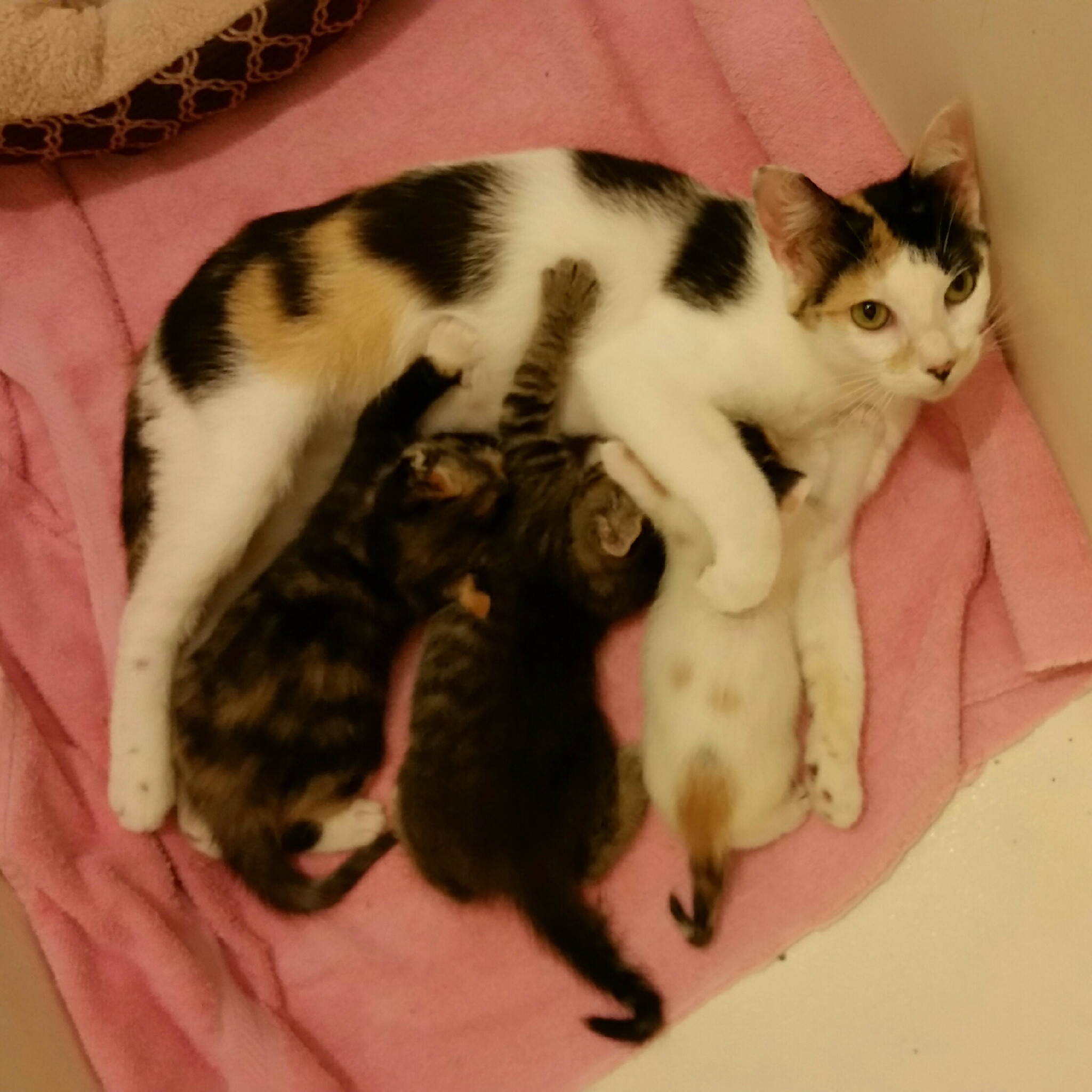 Enlarge ZIVA, a Adoptable Tortoiseshell in Sardinia, OH image 3/8