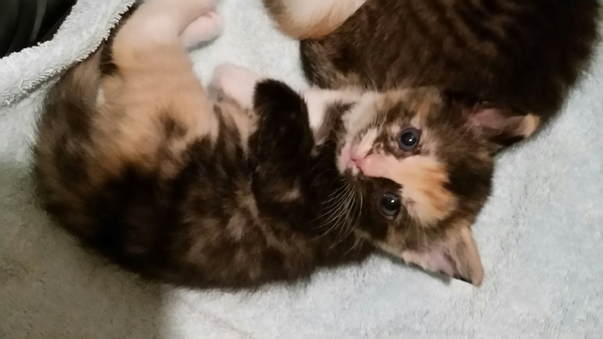 Enlarge ZIVA, a Adoptable Tortoiseshell in Sardinia, OH image 4/8