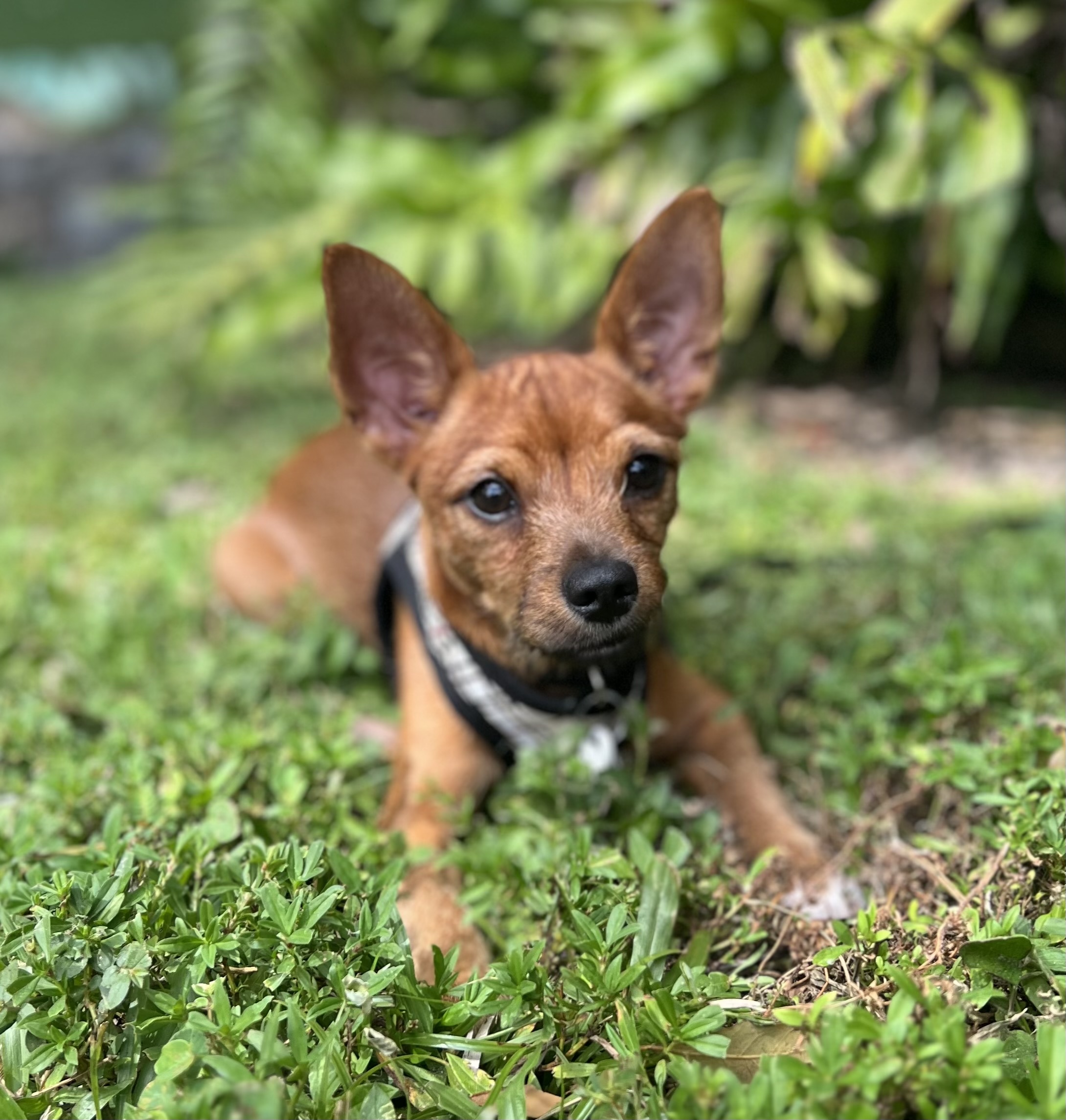 Enlarge Stimpy, a Adopted mixed breed in Davie, FL image 1/5