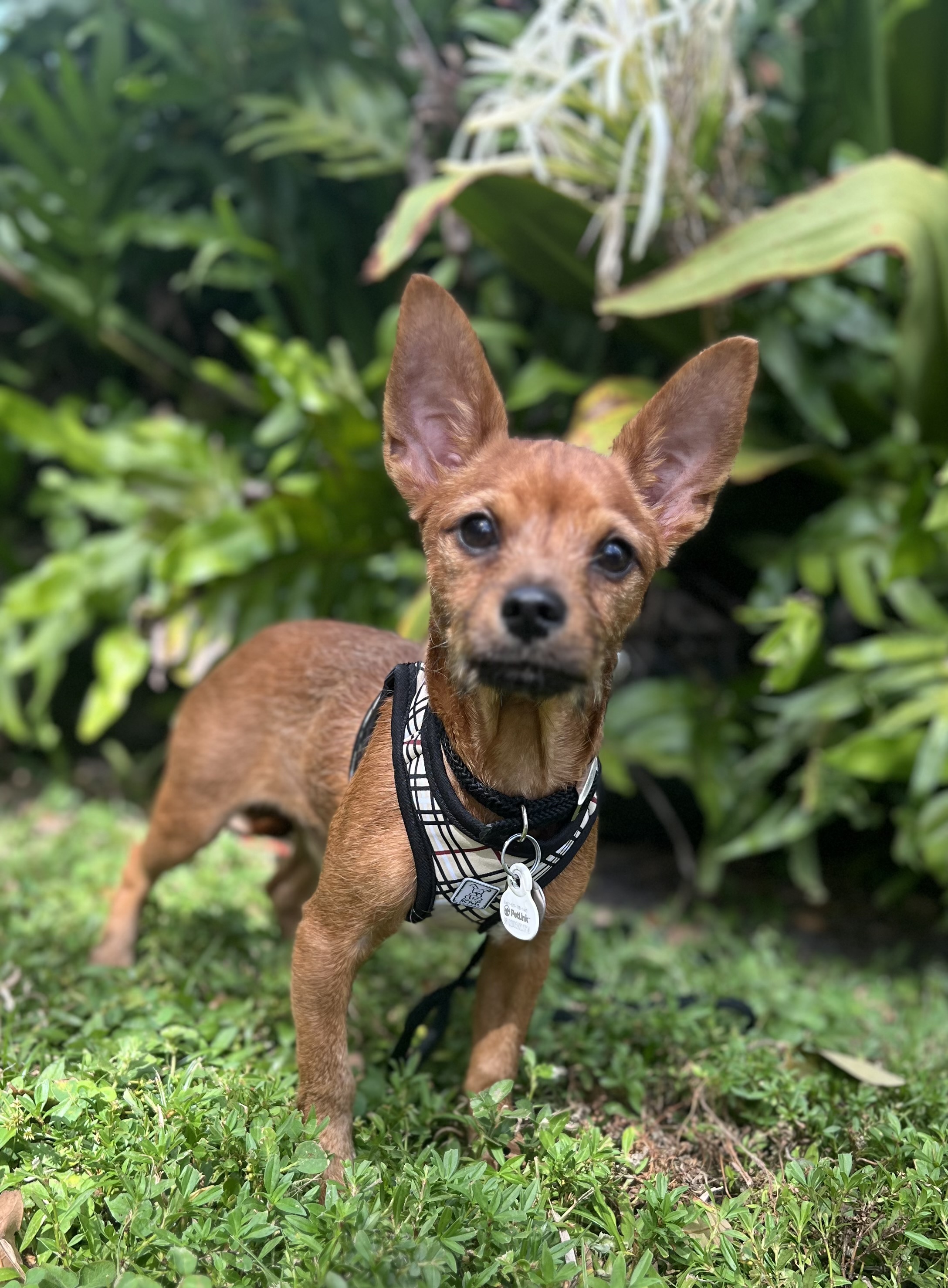 Enlarge Stimpy, a Adopted mixed breed in Davie, FL image 3/5