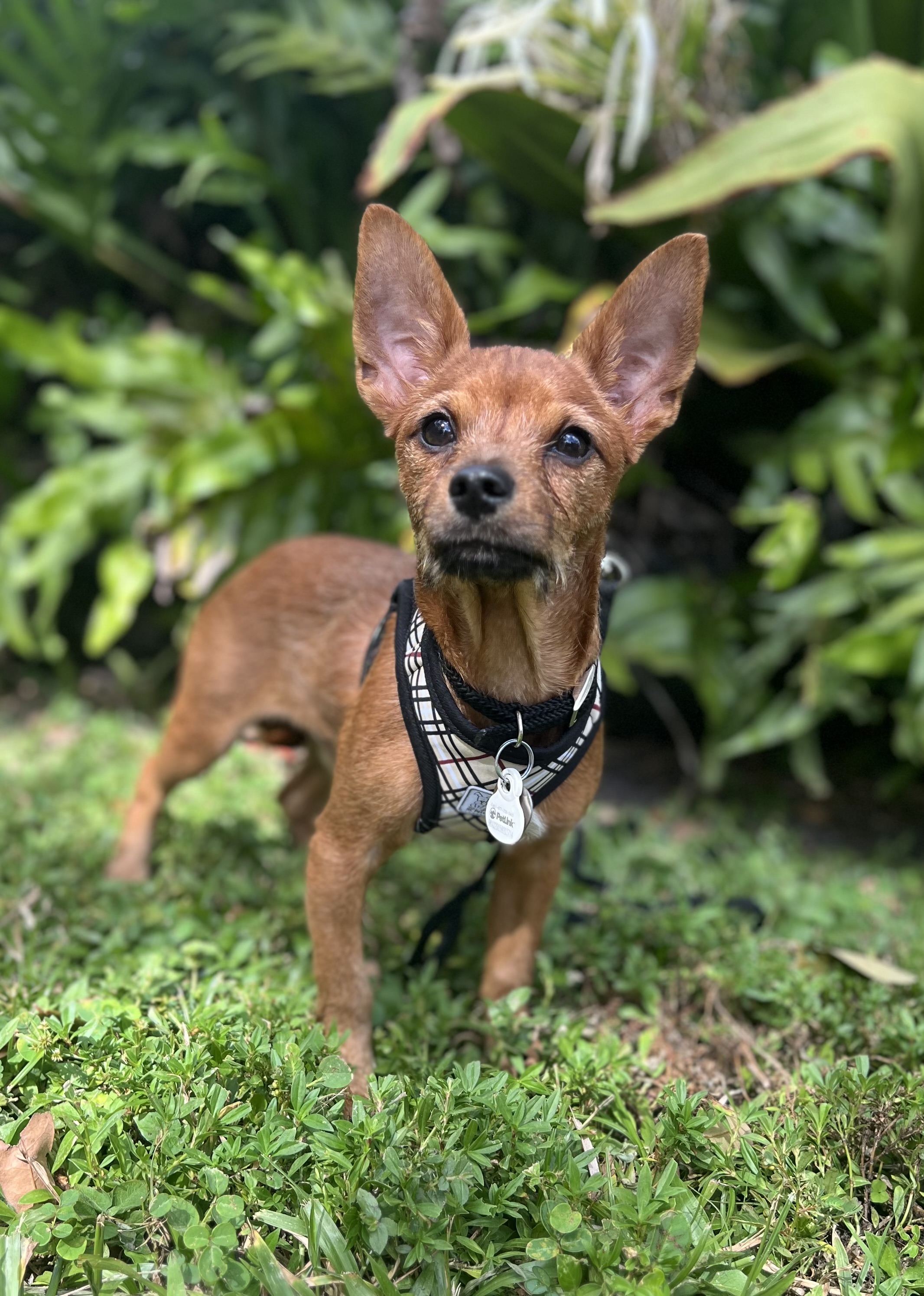 Enlarge Stimpy, a Adopted mixed breed in Davie, FL image 4/5