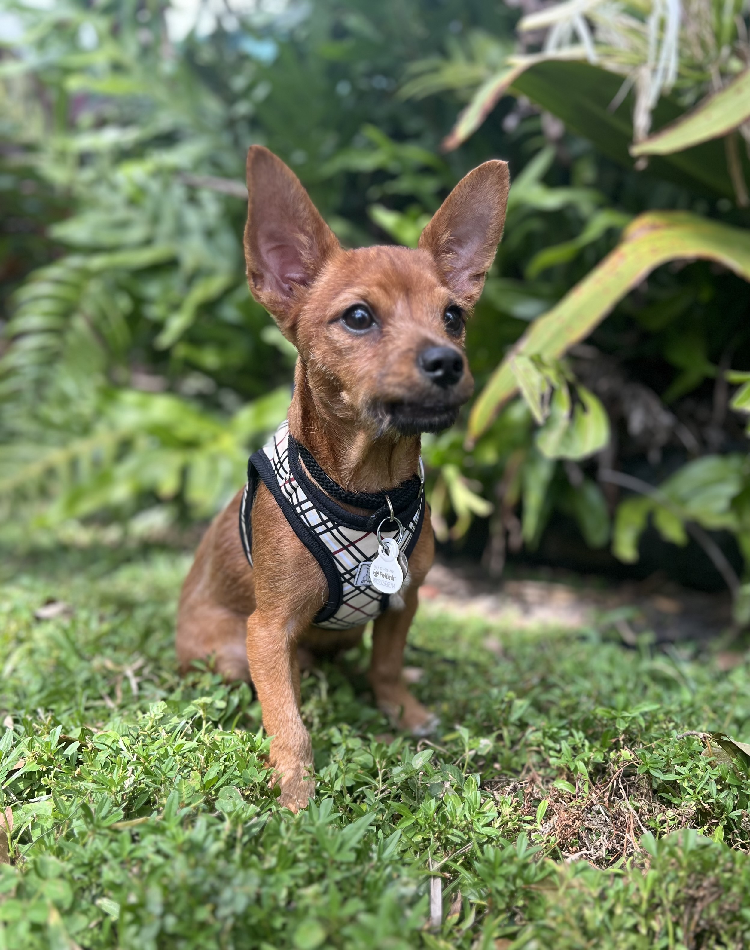 Enlarge Stimpy, a Adopted mixed breed in Davie, FL image 5/5