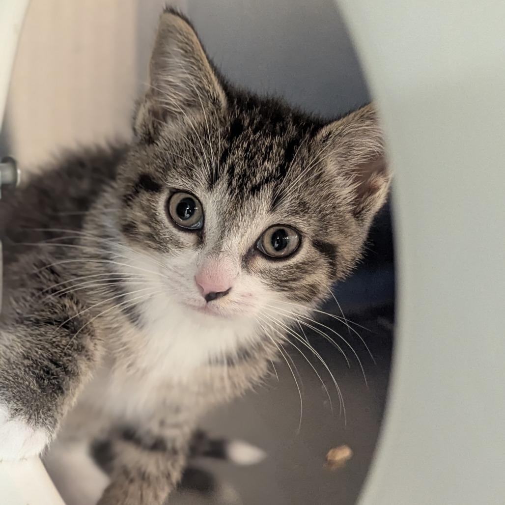 Macy, ADOPTABLE, Kitten Female Domestic Short Hair.