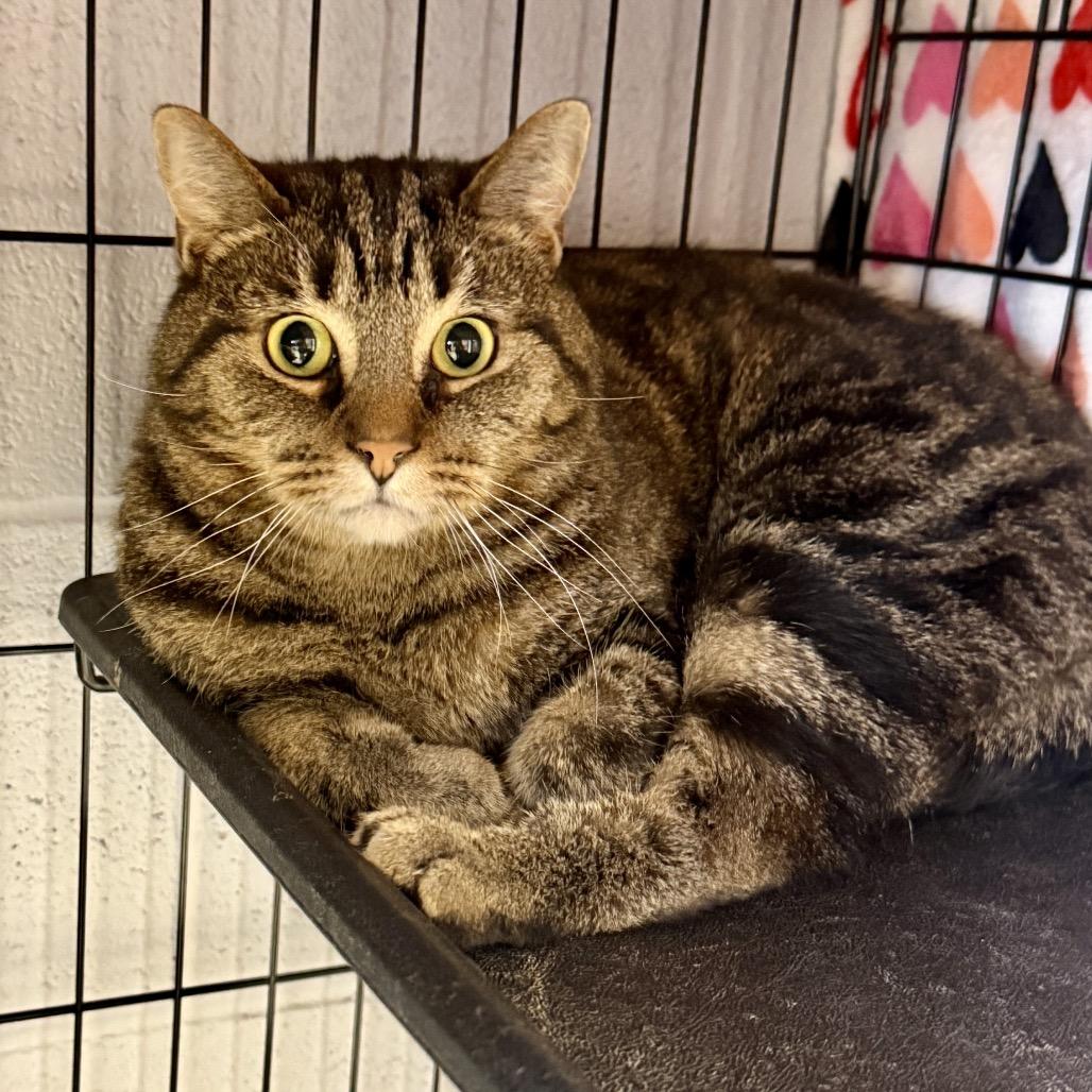 Fabian, Adoptable, Senior Male Domestic Short Hair.