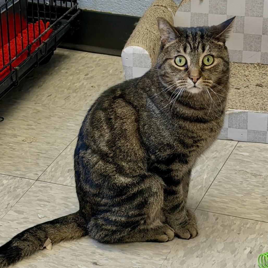 Enlarge Fabian, a Adoptable Domestic Short Hair in Middleburg Heights , OH image 2/6