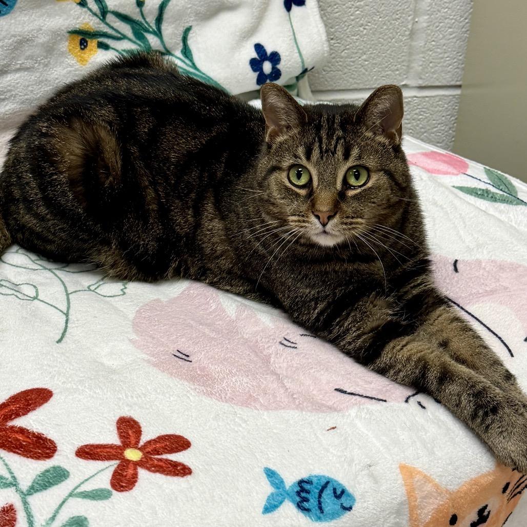 Enlarge Fabian, a Adoptable Domestic Short Hair in Middleburg Heights , OH image 3/6