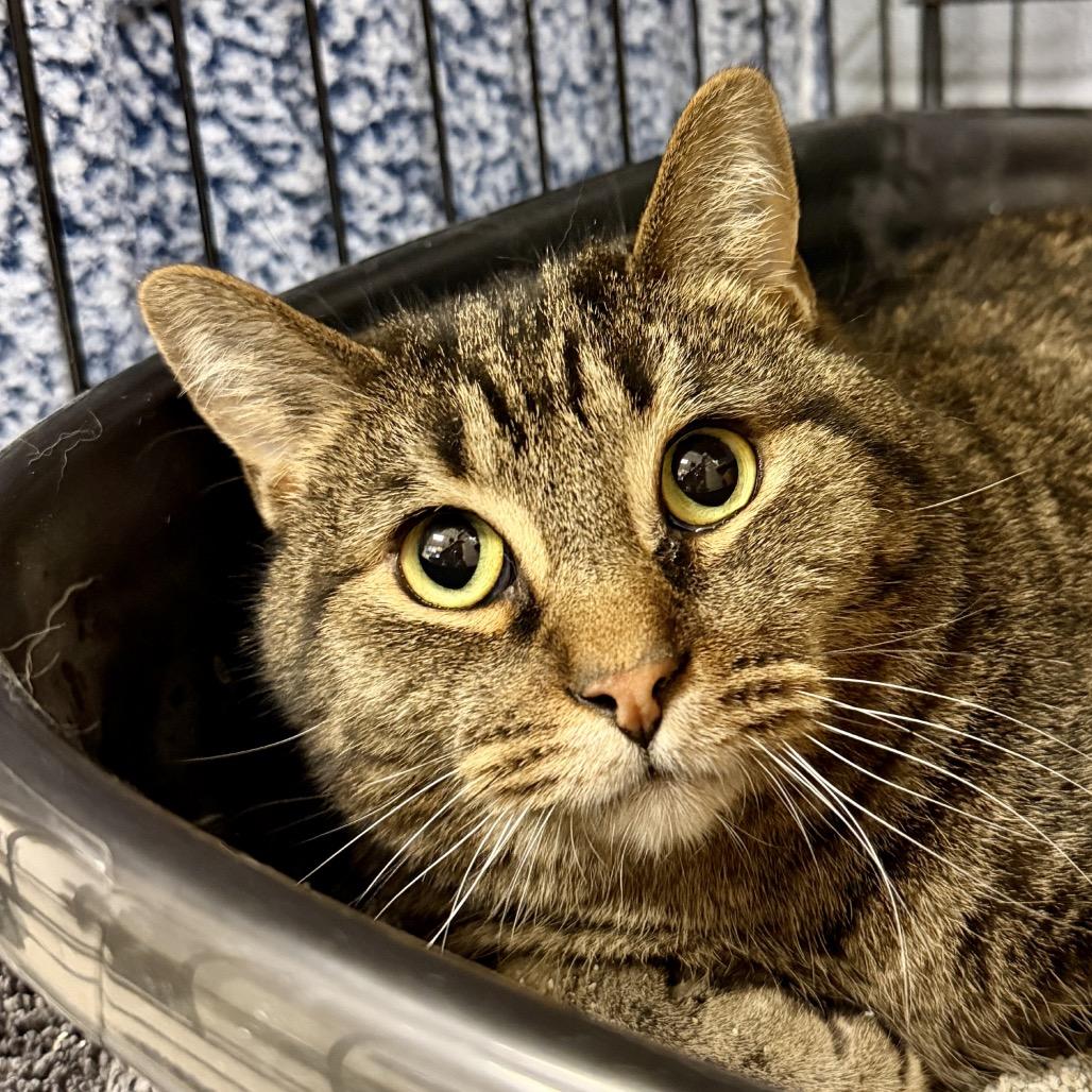 Enlarge Fabian, a Adoptable Domestic Short Hair in Middleburg Heights , OH image 2/4