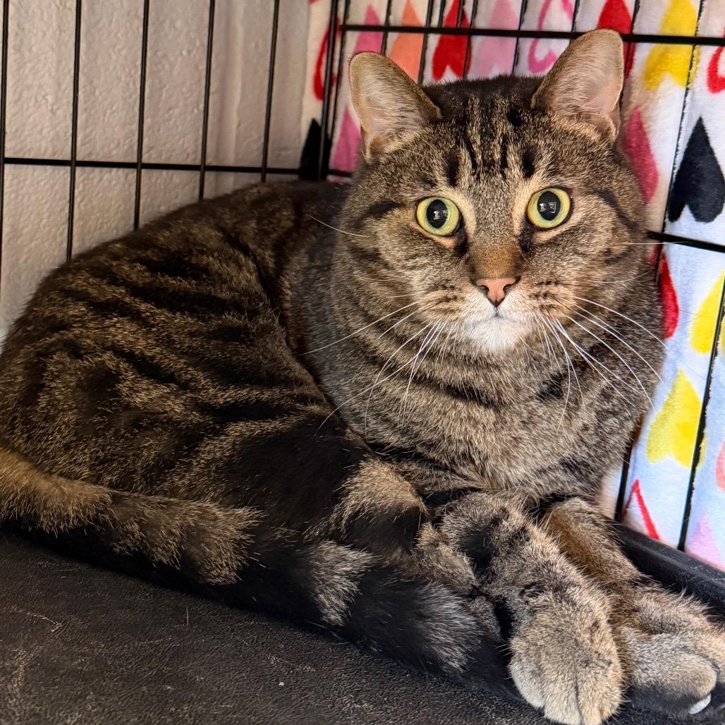 Enlarge Fabian, a Adoptable Domestic Short Hair in Middleburg Heights , OH image 3/4